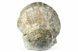 Fossil Pecten - Ventura County, California #246313-1